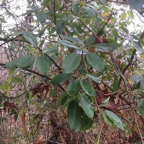 Pacific madrone