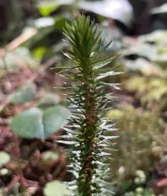 Pacific clubmoss thumbnail 3