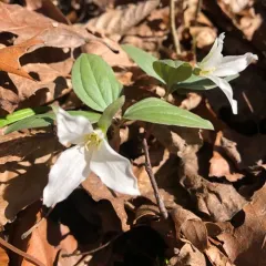 snow trillium thumbnail 1