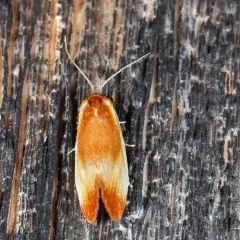 Ferruginous Eulia Moth thumbnail 3