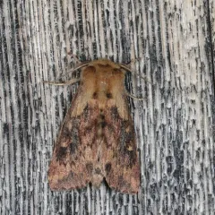 Black-tailed Diver Moth thumbnail 2