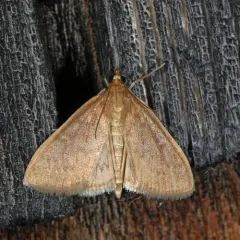 Framinghamia helvalis thumbnail 2