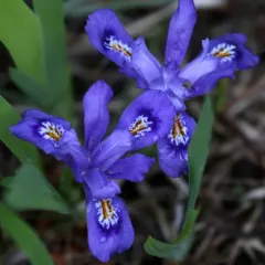 Dwarf Lake Iris thumbnail 1