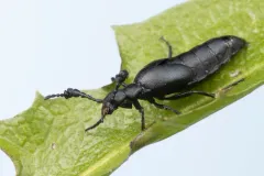 Meloe dianella thumbnail 2