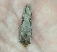 Acadian Swordgrass Moth thumbnail 2