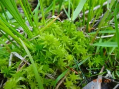 Mendocino Peatmoss thumbnail 2