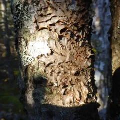 Mustard Kidney Lichen thumbnail 1