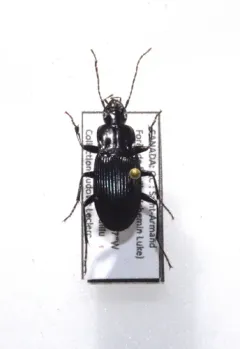 Dicaelus politus thumbnail 4