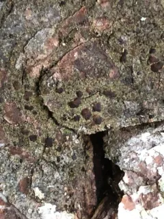 Hidden Dot Lichen thumbnail 3