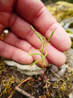 California Willowherb thumbnail 2