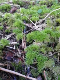 Pleuroziopsis ruthenica thumbnail 3
