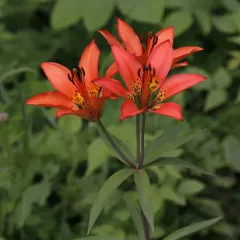 Wood Lily thumbnail 4