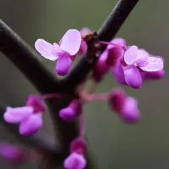 eastern redbud thumbnail 5