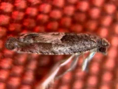 Bare-patched Leafroller Moth thumbnail 1