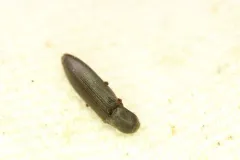 Dalopius spretus thumbnail 2