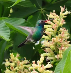 Broad-billed Hummingbird thumbnail 2