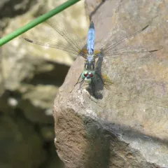 Blue Dasher thumbnail 3