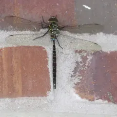 Shadow Darner thumbnail 4