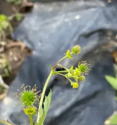 Spring Avens thumbnail 3