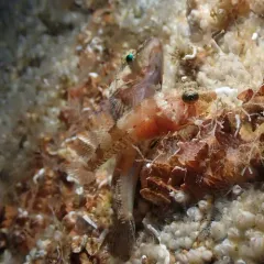 Puget Sound Sculpin thumbnail 3