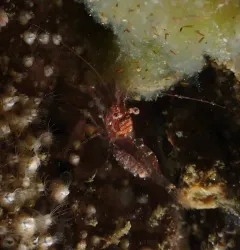Pygmy Eualid thumbnail 2