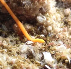 Tubulanus ruber thumbnail 3