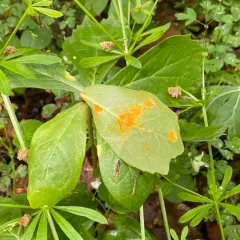 Mayapple Rust thumbnail 1