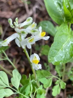 Pale Corydalis thumbnail 1
