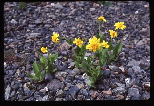 Sierra arnica