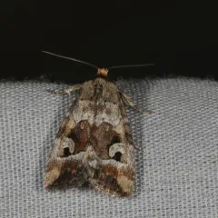 Pale-winged Midget thumbnail 2