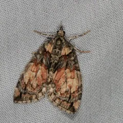 Shattered Hydriomena Moth thumbnail 3