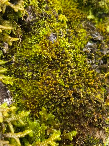 Pseudoleskeella nervosa