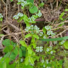 common cornsalad thumbnail 3