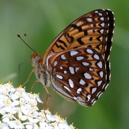 Atlantis Fritillary