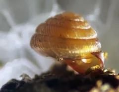 Maze Pinecone thumbnail 2