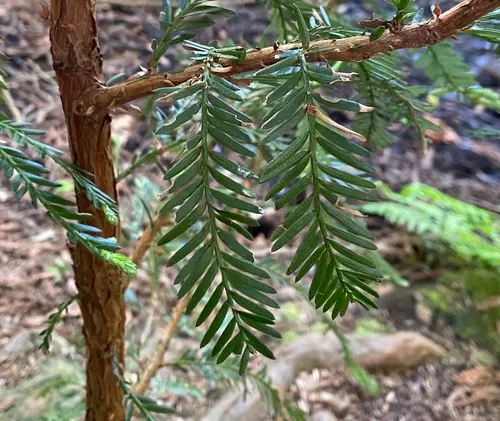 common yew