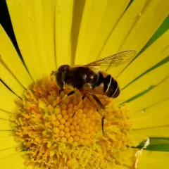 Orange-spined Drone Fly thumbnail 3