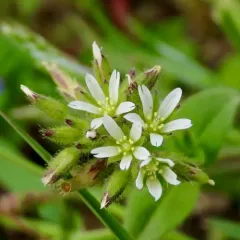 Sticky mouse-ear chickweed thumbnail 4