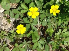 Creeping cinquefoil thumbnail 2