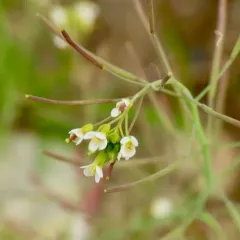 mouse-ear cress thumbnail 4