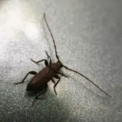 Opsimus quadrilineatus thumbnail 2
