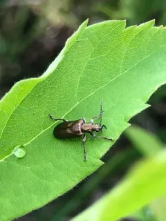 Dubious spade beetle thumbnail 2