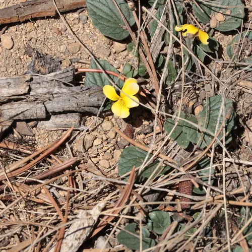 Goosefoot violet