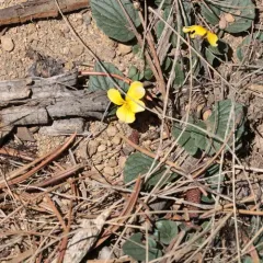 Goosefoot violet thumbnail 1