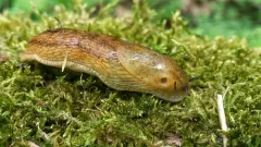 Northern Dusky Slug thumbnail 5