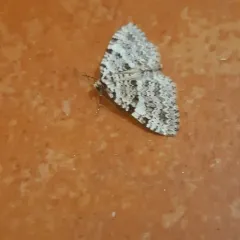 Perizoma curvilinea thumbnail 1