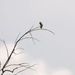 Calliope Hummingbird thumbnail 2