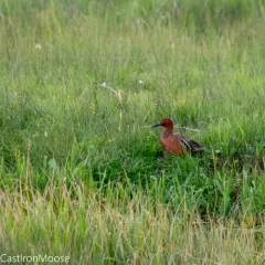 Cinnamon Teal thumbnail 3