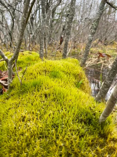 Bog Broom Moss