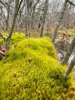 Bog Broom Moss thumbnail 1